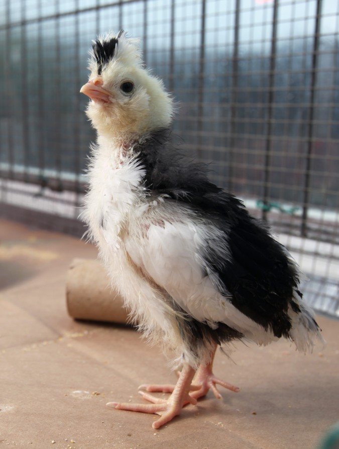 3 week old chick looking serious, March 19, 2011