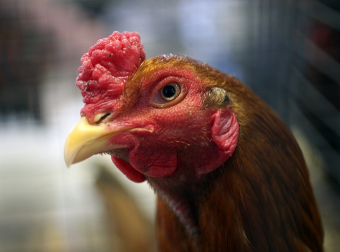 Contestant at Pacific Poultry Breeders Association show, January 28, 2012
