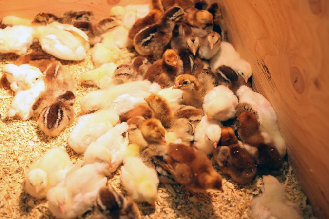 Baby chicks for sale at Pacific Poultry Breeders Association show, January 28, 2012