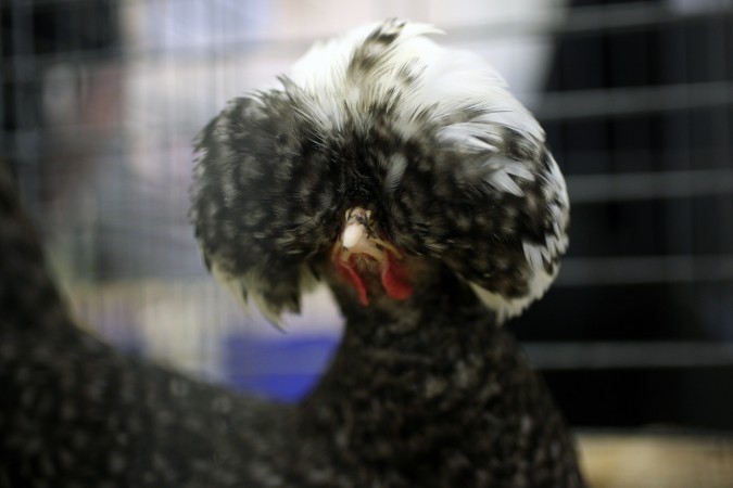 Contestant at Pacific Poultry Breeders Association show, January 28, 2012