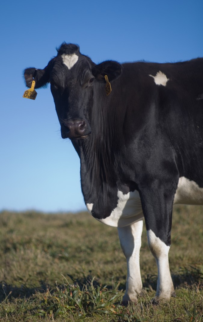 Cow at a ranch at Point Reyes, California, June 10, 2012