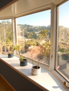 plants in bay window